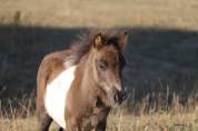Poulain shetland 