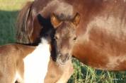 Poulain shetland 