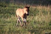 Poulain dartmoor