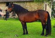Poulain dartmoor