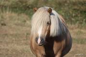 Poulain shetland