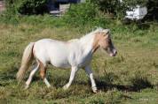 Poulain shetland