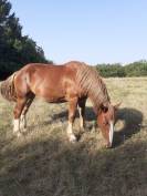 Pouliche Bretonne