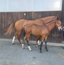 Joli poulain FM à vendre 