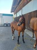 Joli poulain FM à vendre 