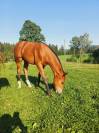 Joli poulain FM à vendre 