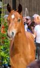 Joli poulain FM à vendre 