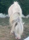 Plusieurs chevaux à céder - Montreuil juigne (49)