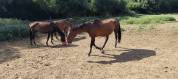 Plusieurs chevaux à céder - Montreuil juigne (49)