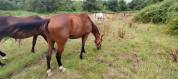 Plusieurs chevaux à céder - Montreuil juigne (49)