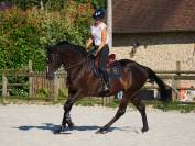 Hongre PS 9 ans