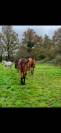 Pensions chevaux - Ecurie Le prelong - 49460 Montreuil juigne