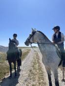 Poney connemara entier 4 ans 