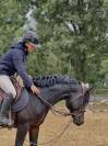 Poney connemara entier 4 ans 