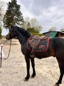 Poney connemara entier 4 ans 