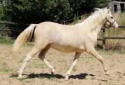 Mâle WA palomino DW20