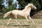 Mâle WA palomino DW20