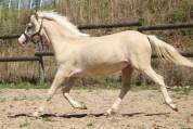 Mâle WA palomino DW20