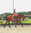 À vendre : Samourai du Bois Halleux – Hongre de 7 ans