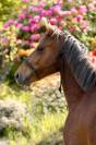 Locksley, poney D de 4 ans