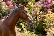 Locksley, poney D de 4 ans