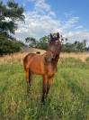 Cheval à vendre 