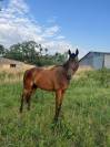 Cheval à vendre 