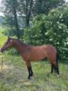 Magnifique ponette de sport D Welsh Partbred