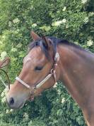 Magnifique ponette de sport D Welsh Partbred