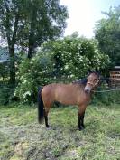 Magnifique ponette de sport D Welsh Partbred
