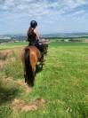 Magnifique ponette de sport D Welsh Partbred