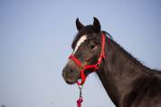 Caballo castrado Welsh Poni (Sección B) En venta 2023 Tordo