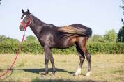 Caballo castrado Welsh Poni (Sección B) En venta 2023 Tordo