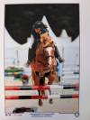 Location Poney de Compétition CSO - Djauny du Garon