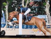 Location Poney de Compétition CSO - Djauny du Garon