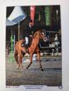 Location Poney de Compétition CSO - Djauny du Garon