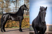 Sublime pouliche Frison plein papier par Murk 540