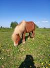 Poney hongre 5 ans, 86 cm
