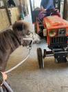 Poneys 4 ans 