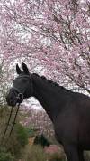 KWPN Dressage jument 7 ans ideal amateur