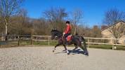 KWPN Dressage jument 7 ans ideal amateur