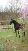 KWPN Dressage jument 7 ans ideal amateur