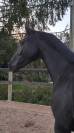 KWPN Dressage jument 7 ans ideal amateur
