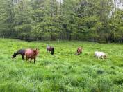 Pension libre dans l'Indre a Mouhet