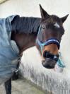 Jument trotteuse baie