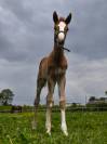 Poulain SF