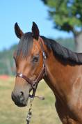Jument loisirs / sport 3 ans