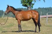 Jument loisirs / sport 3 ans