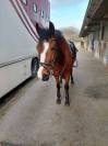 Ponette New Forest de 13 ans 