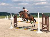 Ponette New Forest de 13 ans 